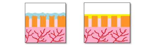 人工的にエナメル質をつくる方法